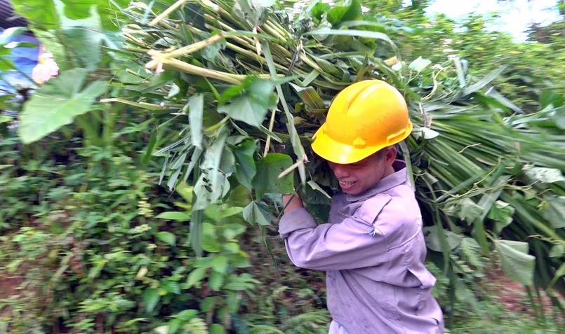Ông Lê Văn Long tham gia ra chuỗi liên kết nuôi heo đen quy mô hàng hóa trên địa bàn xã Tam Lãnh. Ảnh: H.Đ