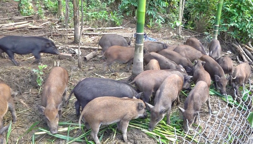 Nhờ heo rừng thương phẩm, mỗi hội viên có thu nhập khoảng 100 triệu đồng/năm. Ảnh: H.Đ