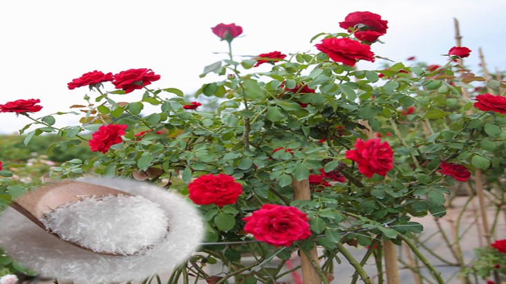 Hoa hồng mãi chưa đâm bông, bổ sung 3 loại “nước thần” này, hoa nở liên tục to bằng cái bát