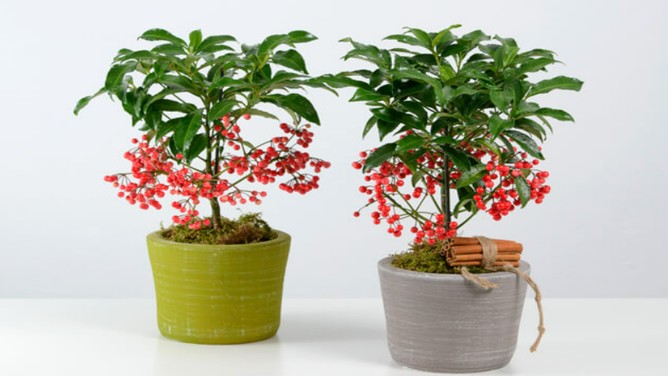 Muốn cây kim ngân "xanh mướt" bỏ ngay 5 cách chăm sóc sai lầm này, chồi non tua tủa gọi lộc vào nhà