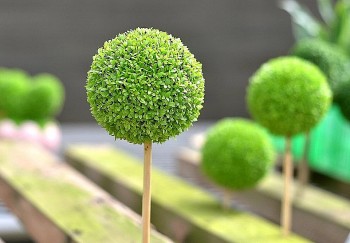 Loại cây lạ lá xanh mướt gây sốt, giá tiền triệu vẫn được nhiều người tìm mua