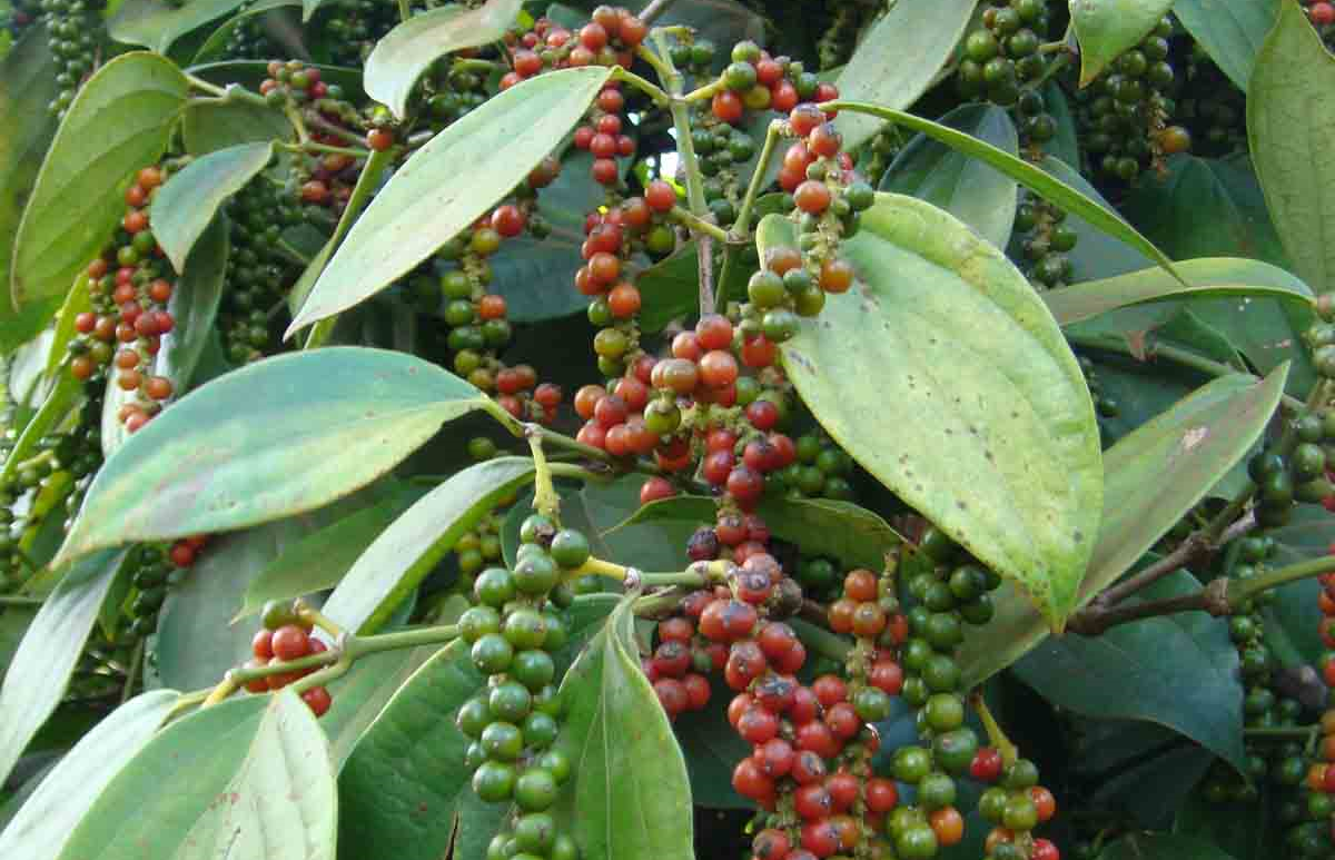 Giá nông sản hôm nay (05/2) giá tiêu biến động mạnh trước những thông tin về sản lượng vụ thu hoạch tiêu tại Việt Nam.