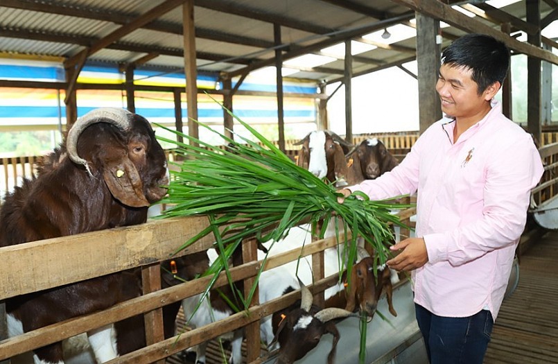 Hàng ngày, đàn dê khổng lồ của anh Chính cho ăn 2 bữa chính với nguồn thức ăn chủ yếu là cỏ.