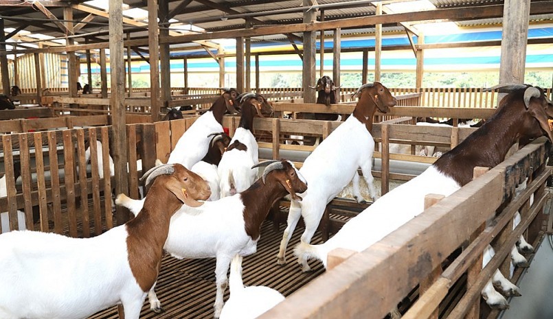 Đàn dê Boer khổng lồ được anh Chính gắn số để đảm bảo theo dõi khi phối giống tránh tình trạng dê con sinh ra bị cận huyết.