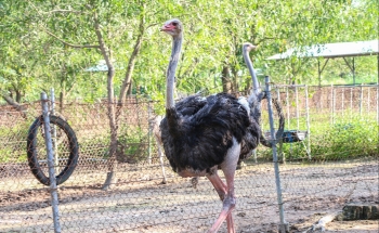 Trại nuôi vạn con chim khổng lồ cao 3 mét nhìn hầm hố mà hiền khô khi nhe nhạc