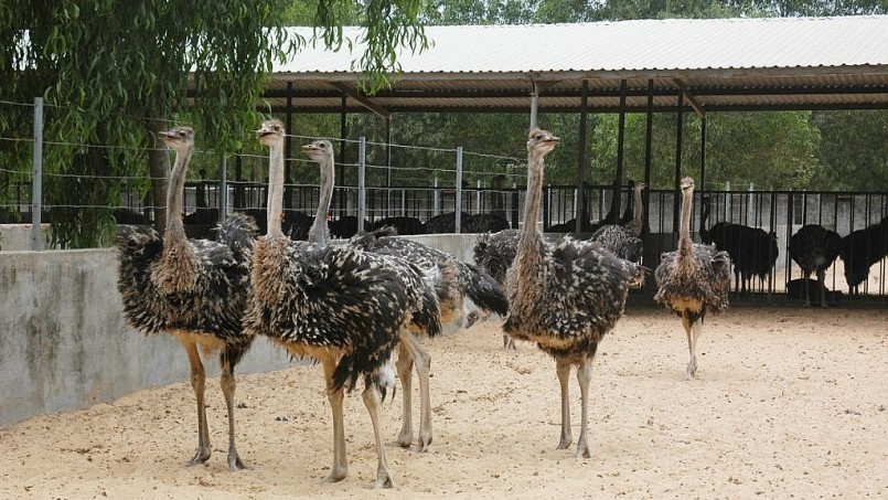 Trung tâm Giống đà điểu Khatoco Ninh Hòa hiện đang nuôi 14.000 con đà điểu. Trung tâm Giống đà điểu Khatoco Ninh Hòa hiện đang nuôi 14.000 con đà điểu.
