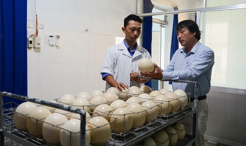 Hàng ngày, trứng đà điểu được công nhân đỡ đẻ hoặc thu lượm được ghi thông tin về ô chuồng, con bố mẹ, ngày đẻ… Hàng ngày, trứng đà điểu được công nhân đỡ đẻ hoặc thu lượm được ghi thông tin về ô chuồng, con bố mẹ, ngày đẻ…