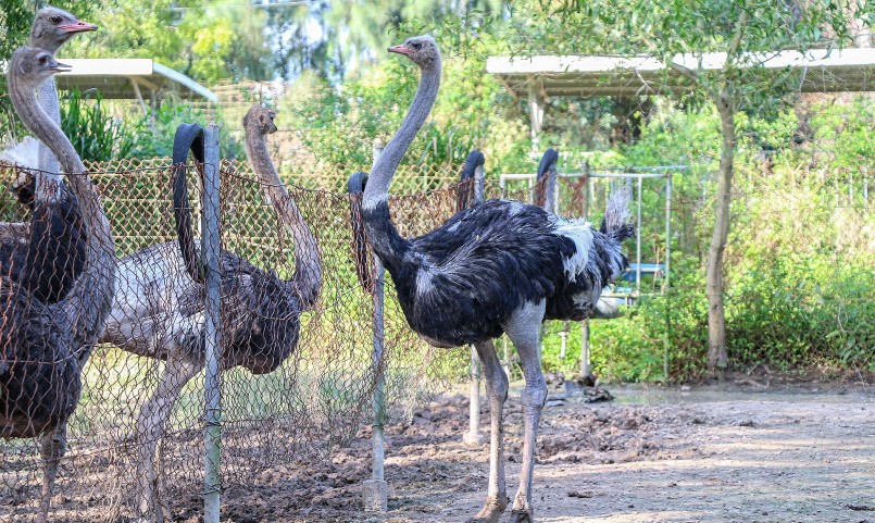 Đà điểu là loại chim khổng lồ cao tới 3 mét, nuôi đà điểu cho hiệu quả kinh tế cao. Đà điểu là loại chim khổng lồ cao tới 3 mét, nuôi đà điểu cho hiệu quả kinh tế cao.