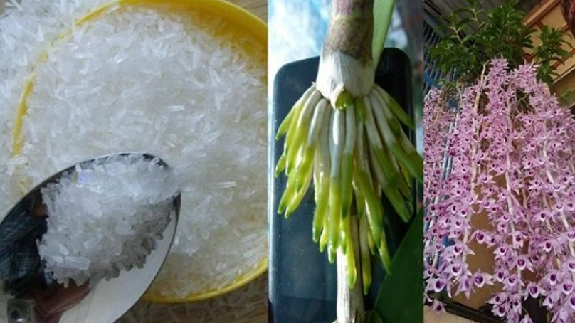 Tận dụng những thực phẩm có sẵn này giúp cây cảnh phát triển nhanh, nở hoa rực rỡ