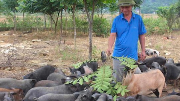 Nuôi con đặc sản đen sì chạy thành đàn, bán cho nhà giàu nấu món đặc sản, người nuôi kiếm bộn tiền