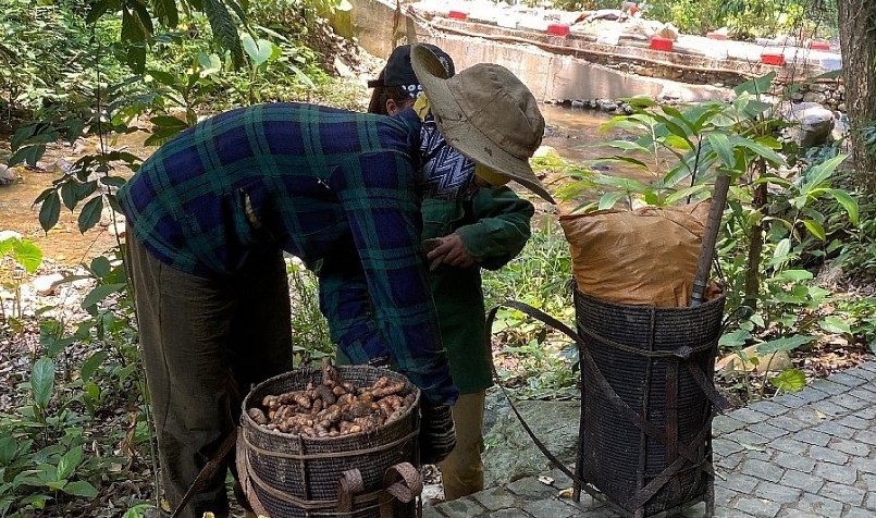 Đồng bào Cơ Tu tại Quảng Nam đào củ nghệ nhằm kiếm thêm thu nhập.