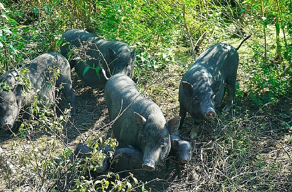 Lợn đen là giống lợn của người dân tộc ở miền núi phía Bắc