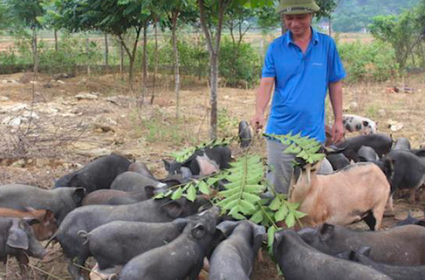 Anh Duy bên đàn lợn đen trong vườn nhà
