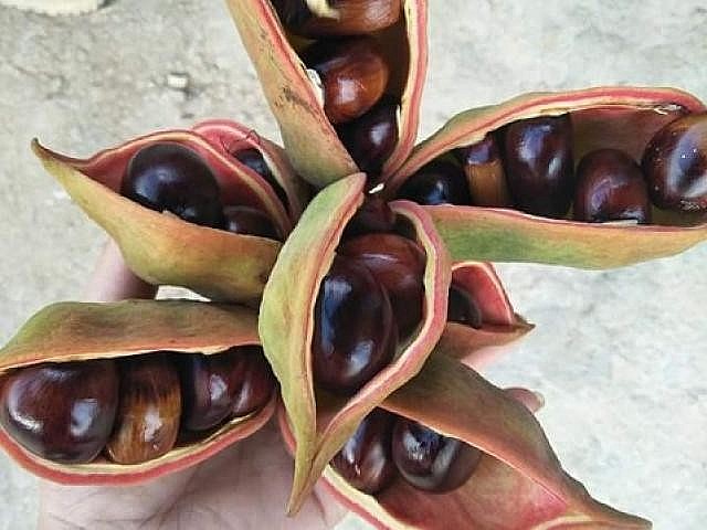 Hạt mề gà nhìn khá giống hạt rẻ Hạt mề gà nhìn khá giống hạt rẻ