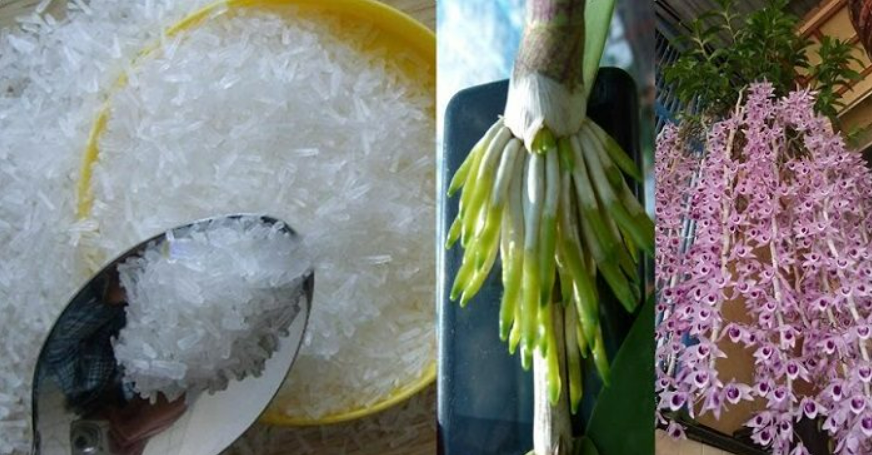 Tận dụng những thực phẩm có sẵn này giúp cây cảnh phát triển nhanh, nở hoa rực rỡ