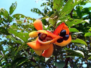 Loại quả hoang dại trong rừng, hạt vàng ươm như trứng gà, tưởng không ăn được hóa ra ngon khổng tưởng