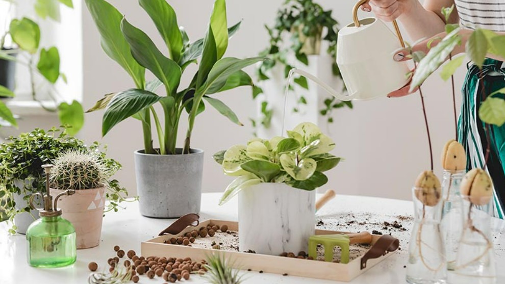 Trời mưa liên tục, hãy nhanh chóng làm 4 điều sau để cây cảnh không bị vàng lá, thối rễ