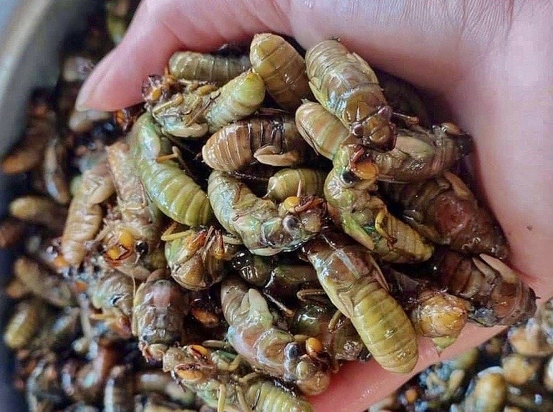 Ve sầu sữa giá lên đến 500.000 nghìn/kg Ve sầu sữa giá lên đến 500.000 nghìn/kg