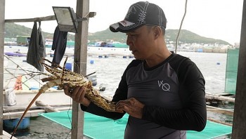 Nuôi loài tôm nổi tiếng “đắt xắt ra miếng”, ngư dân có thu nhập tiền tỷ, xây nhà cao cửa rộng