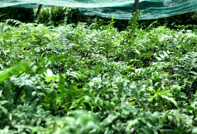 Rau dớn nhìn giống cây dương xỉ