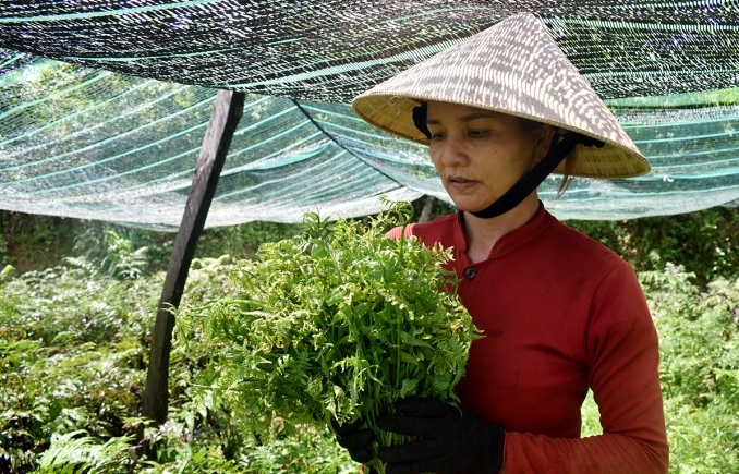 Chi Y hái một bó rau dớn mang bán giá 20.000 đồng/kg