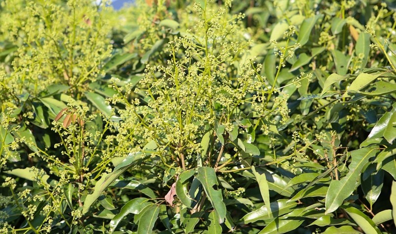 Kỹ thuật chăm sóc cây vải thời kỳ bật mầm hoa, cho hoa vải phát triển tốt