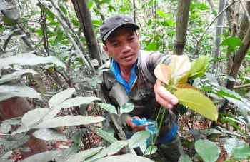 Có thứ lá mọc dại được người dân hái về ăn Tết, khen ngon hơn mọi món đặc sản