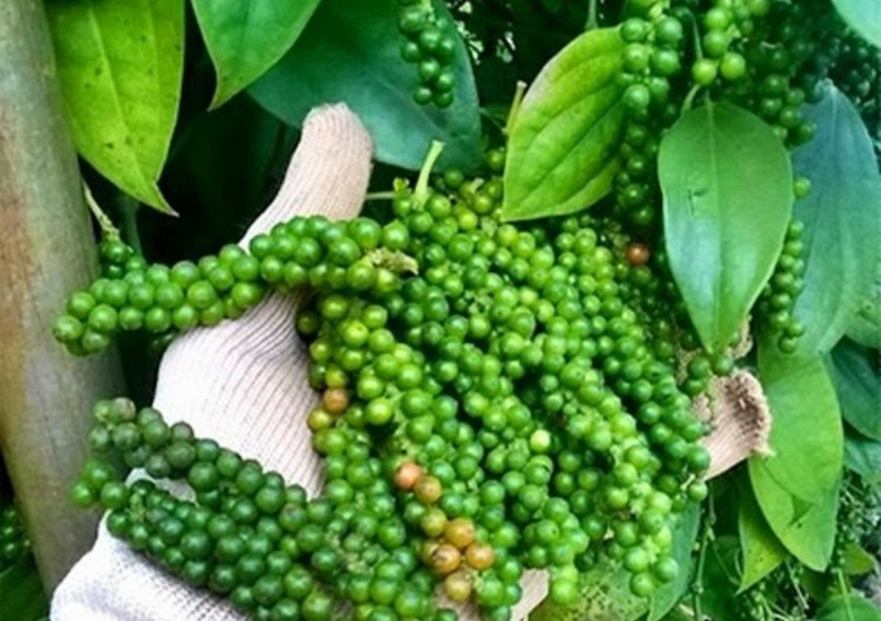 Giá nông sản hôm nay (06/2), giá tiêu còn nhiều biến động do sản lượng vụ tiêu mới tại Việt Nam sụt giảm.