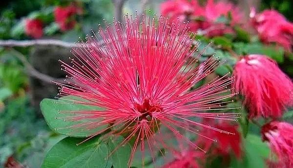 Hoa của cây điệp lào mang vẻ đẹp hoang dại cuốn hút.