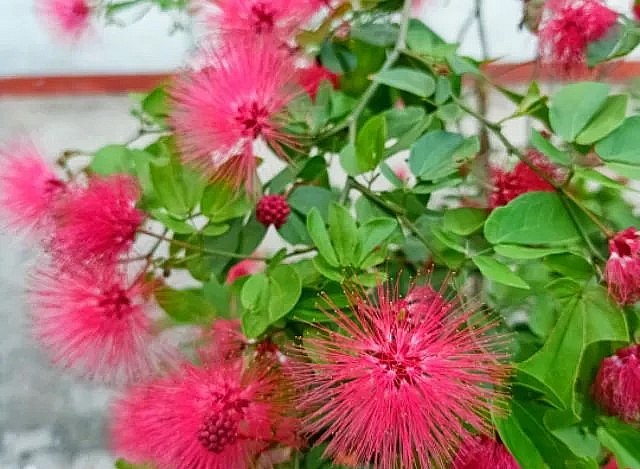 Cây điệp lào dễ trồng và dễ chăm sóc.