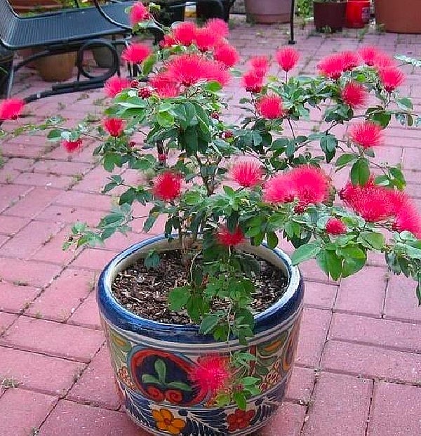 Cây điệp lào được tạo dáng bonsai.