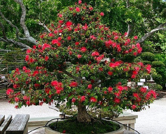 Nhiều người đi sưu tầm những cây điệp lào mọc tự nhiên về tạo dáng và kiếm bộn tiền.