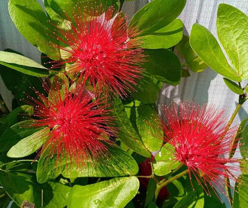 Cây điệp lào ít bị sâu bệnh hại, không đòi hỏi phải chăm sóc nhiều. 