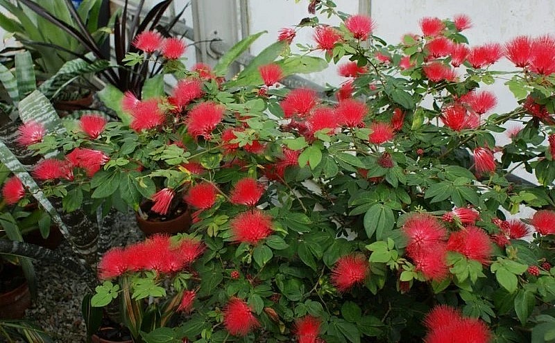 Cây điệp lào có hoa rực hồng như pháo hoa ngày Tết. 