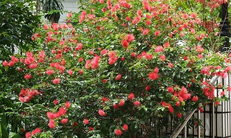 Cây điệp lào được trồng làm cảnh ở sân vườn hoặc trong khuôn viên trường học, công sở.