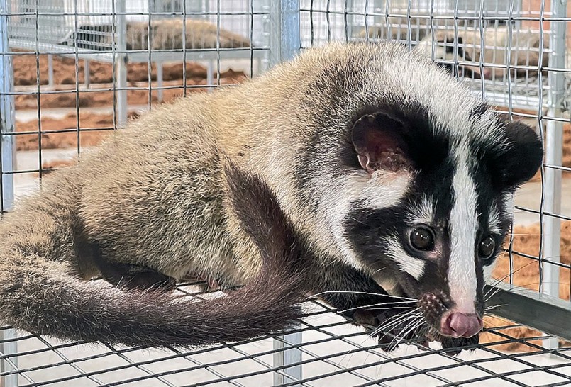 Con chồn mốc trong trại của anh Chúc Con chồn mốc trong trại của anh Chúc