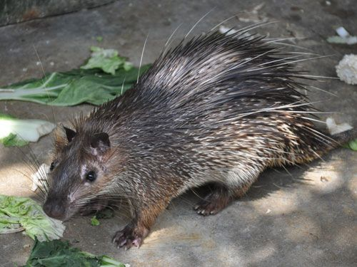 Don hay đon hay còn gọi là nhím đuôi dài Don hay đon hay còn gọi là nhím đuôi dài