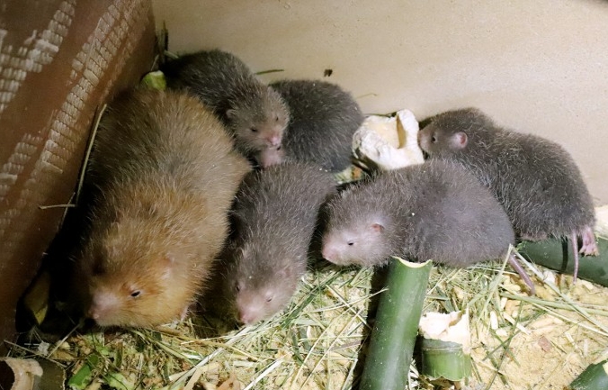 Dúi (chuột nứa) được xếp vào loại thức ăn đặc sản Dúi (chuột nứa) được xếp vào loại thức ăn đặc sản