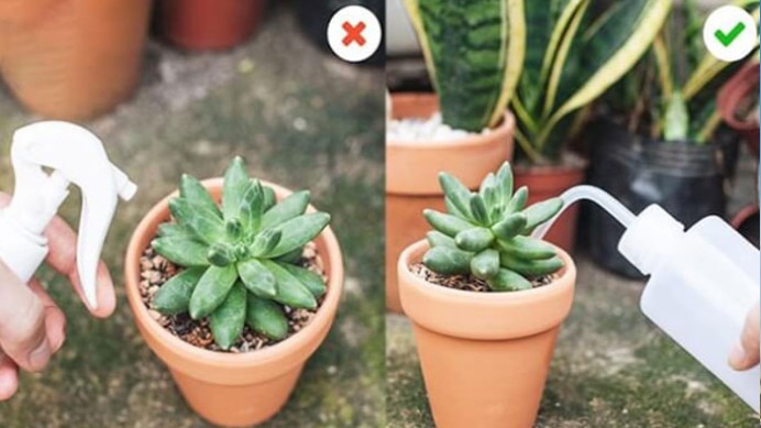 Trồng sen đá nhớ nguyên tắc “3 không” giúp cây luôn căng mọng, xanh mướt