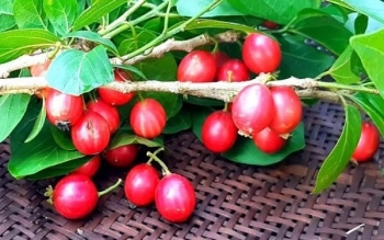 Thứ quả đẹp mắt ngon miệng, tên nghe lạ hoắc chỉ Quảng Ngãi mới có