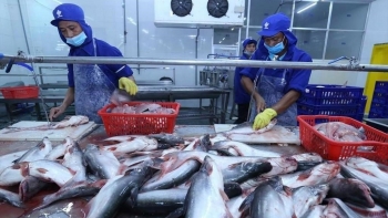 Xuất khẩu cá tra và những tín hiệu lạc quan từ thị trường Mỹ và Trung Quốc