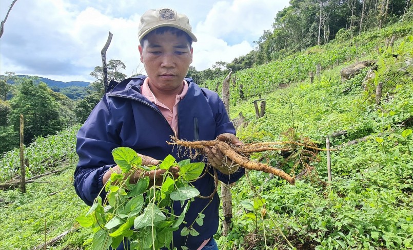 Cây đảng sâm được ví như sâm của nhà nghèo nhưng có giá trị rất lớn.