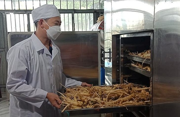Đầu tư máy móc chế biến sâu để nâng tầm thương hiệu sâm Tây Giang.
