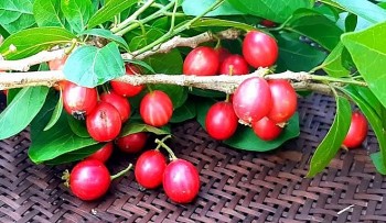 Thứ quả đẹp mắt ngon miệng, tên nghe lạ hoắc chỉ Quảng Ngãi mới có