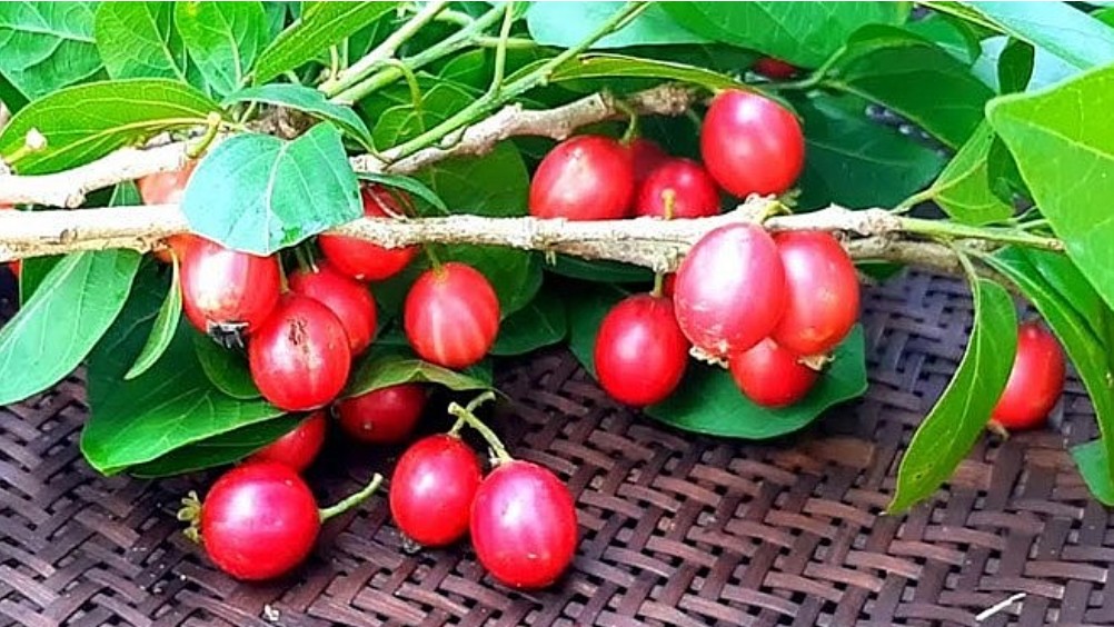 4 loại quả xưa có đầy không ai hái, giờ thành đặc sản được chị em nội trợ "săn lùng"