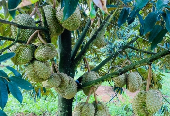 Đón sóng giá tăng kỷ lục, bầu Đức tiếp tục tạo "kỳ tích" tăng trưởng với 1.000 ha sầu riêng