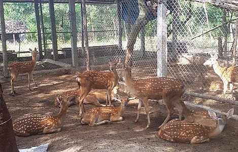 Từ xa xưa, nhung hươu đã được coi là một phương thuốc quý Từ xa xưa, nhung hươu đã được coi là một phương thuốc quý