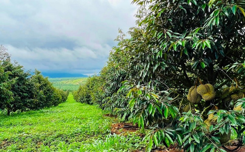 Hiện Hoàng Anh Gia Lai có khoảng 1.000 ha sầu riêng.