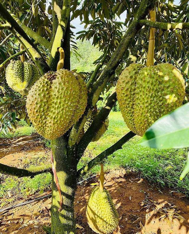 Bầu Đức ước tính năng suất sầu riêng vào khoảng 30 - 40 tấn/ha.