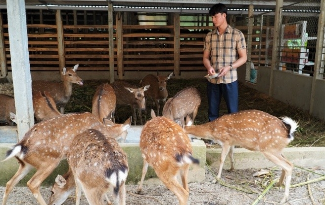 Anh Tiệp áp dụng kỹ thuật vào chăn nuôi hươu sao Anh Tiệp áp dụng kỹ thuật vào chăn nuôi hươu sao